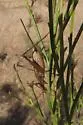 Great Tree Cricket - photo 2