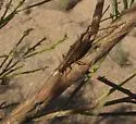 Great Tree Cricket - photo 3