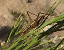 Great Tree Cricket - photo 4