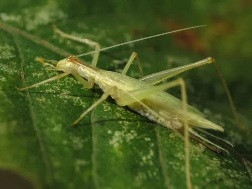 Narrow-winged Tree Cricket - photo 3