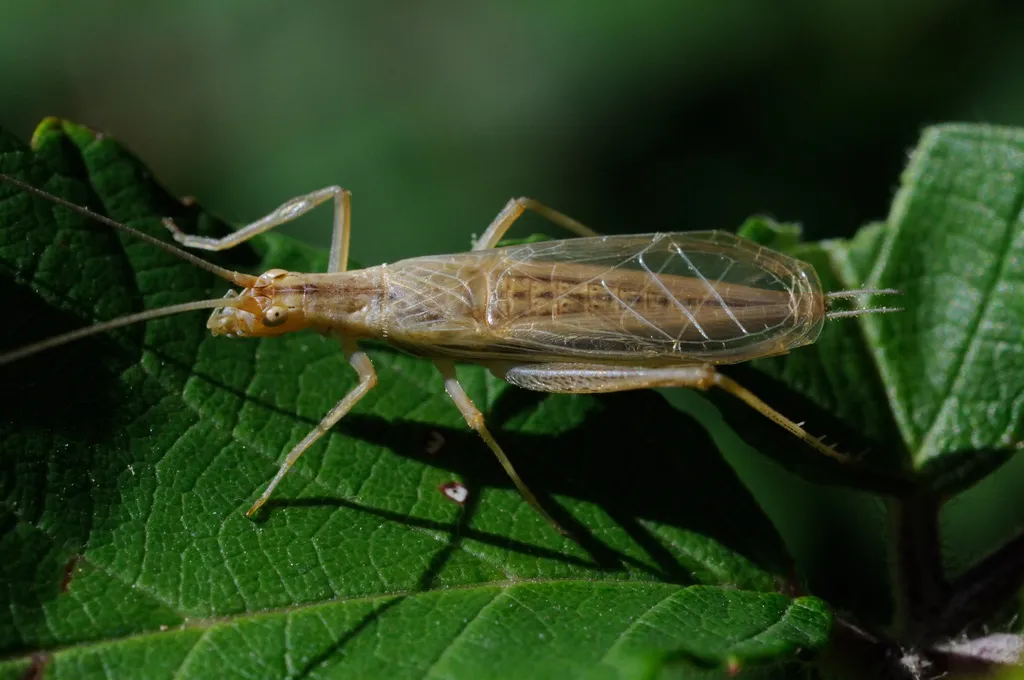Italian Tree Cricket - photo 2