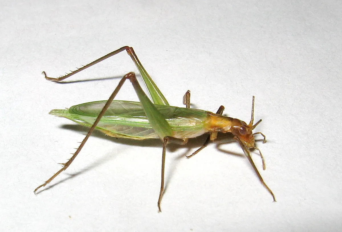 Pine Tree Cricket - photo 3
