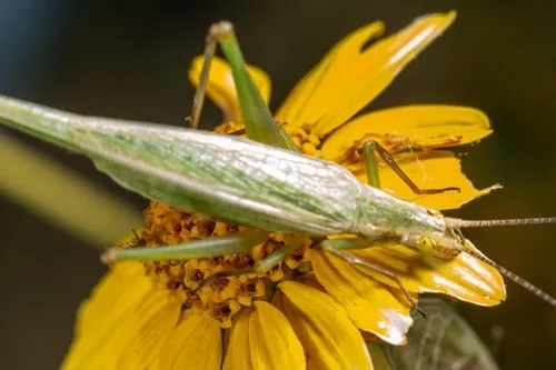 Four-spotted Tree Cricket - photo 3