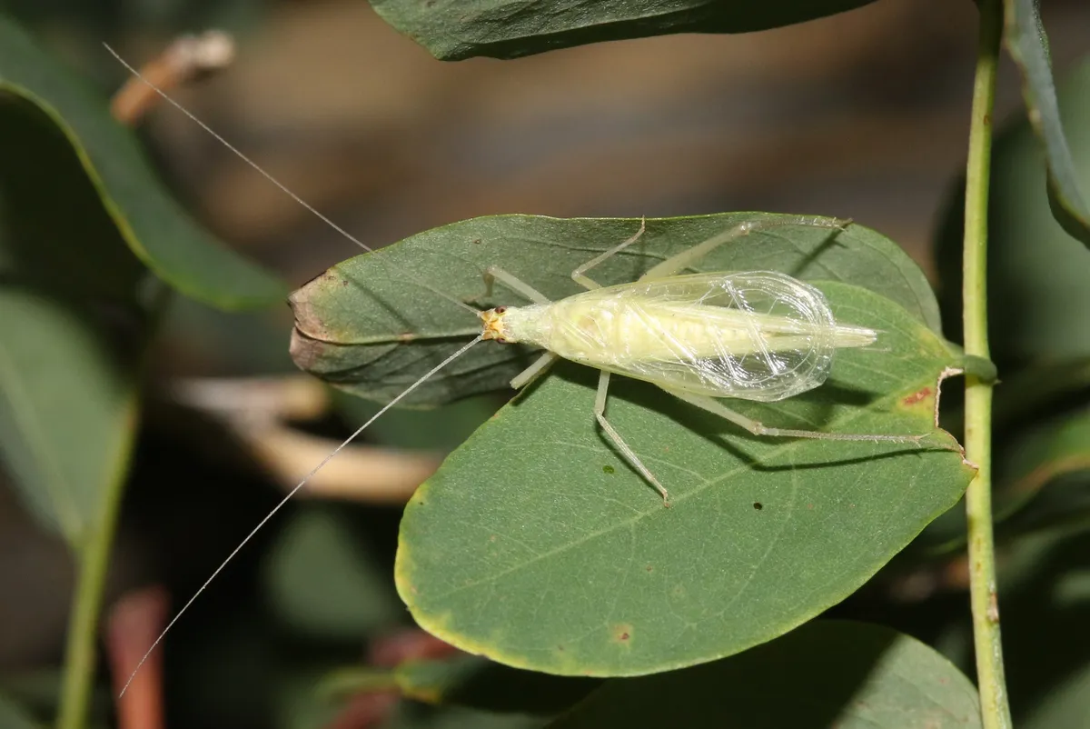 Riley's Tree Cricket - photo 3