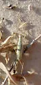 Sage Tree Cricket