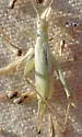Sage Tree Cricket - photo 2