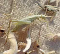Sage Tree Cricket - photo 3