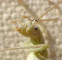 Sage Tree Cricket - photo 4