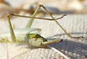 Sage Tree Cricket - photo 5
