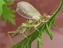 Texas Tree Cricket