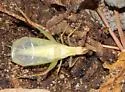 Texas Tree Cricket - photo 2