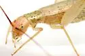 Texas Tree Cricket - photo 3