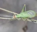 Texas Tree Cricket - photo 4