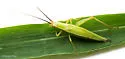 Texas Tree Cricket - photo 5