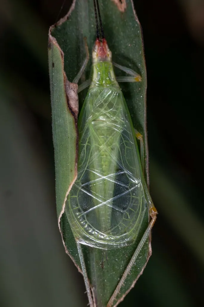 Different-horned Tree Cricket - photo 2
