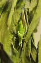 Walker's Tree Cricket