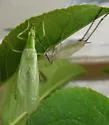 Walker's Tree Cricket - photo 2