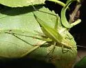 Walker's Tree Cricket - photo 3