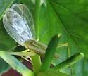 Walker's Tree Cricket - photo 4