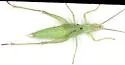 Walker's Tree Cricket - photo 5