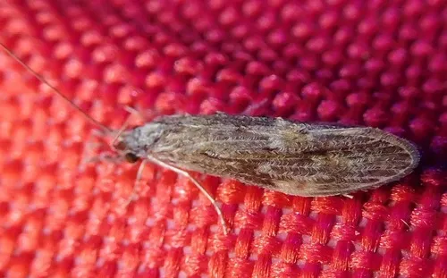 Oecetis cinerascens
