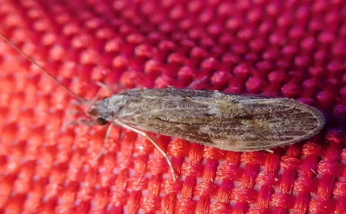 Oecetis cinerascens - photo 2