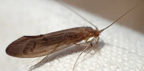 Oecetis inconspicua - photo 2