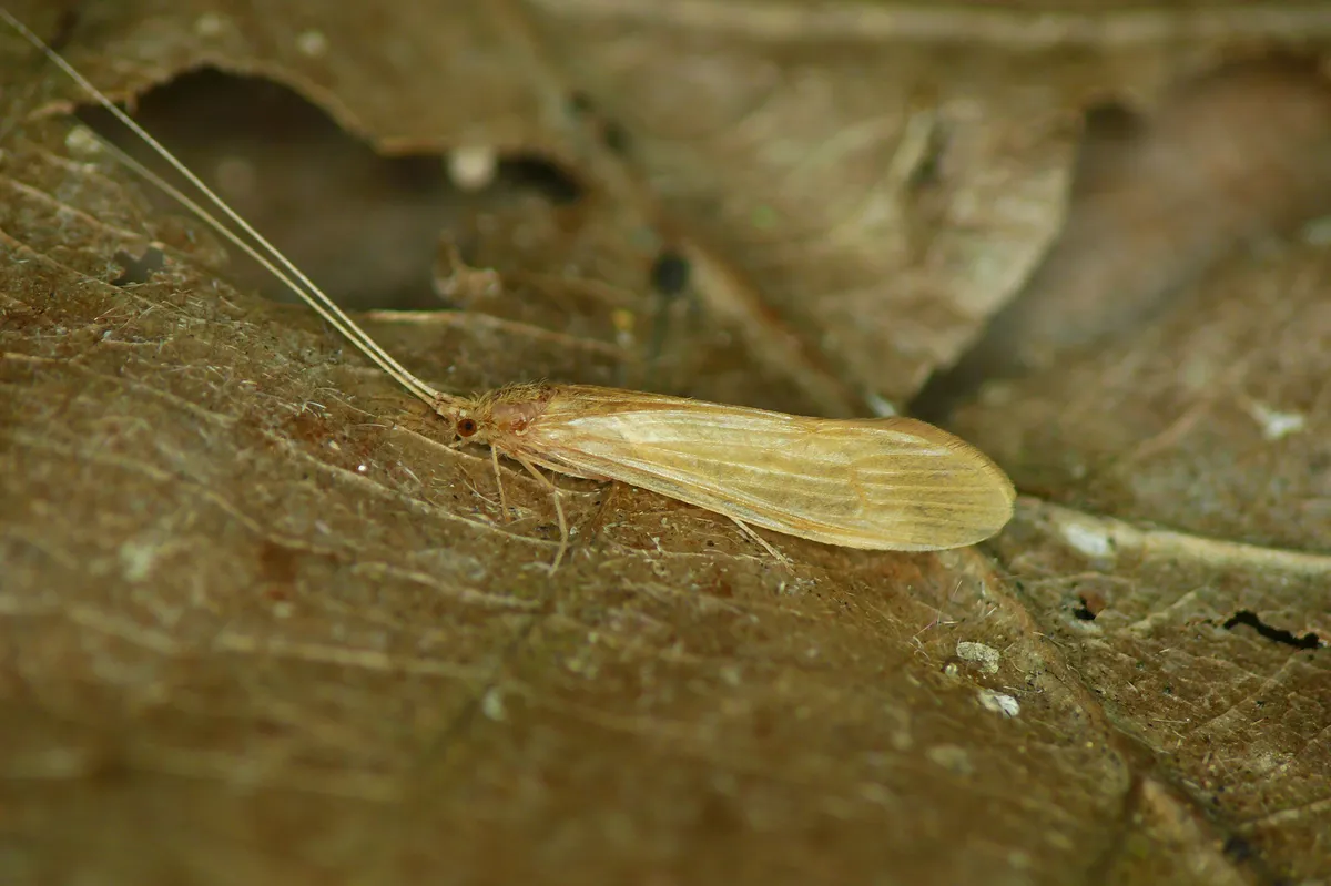 Oecetis ochracea - photo 3