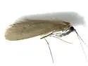 Oecetis osteni