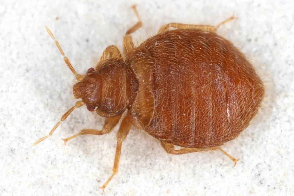 Martin Bug - photo 2