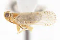 Oecleus arnellus