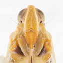Oecleus arnellus - photo 3