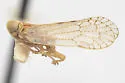 Oecleus balli