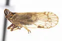 Oecleus borealis