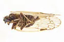 Oecleus borealis - photo 2