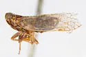 Oecleus campestris