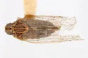 Oecleus campestris - photo 2