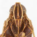Oecleus campestris - photo 3
