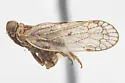 Oecleus campestris - photo 4