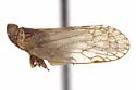 Oecleus capitulatus
