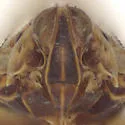 Oecleus capitulatus - photo 3