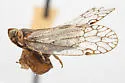 Oecleus capitulatus - photo 4