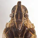 Oecleus centronus - photo 3