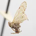 Oecleus chrisjohni