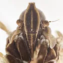 Oecleus chrisjohni - photo 3