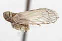 Oecleus cucullus