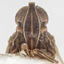 Oecleus cucullus - photo 3