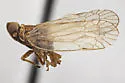 Oecleus epetrion