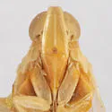 Oecleus fulvidorsum - photo 2