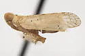 Oecleus fulvidorsum - photo 3